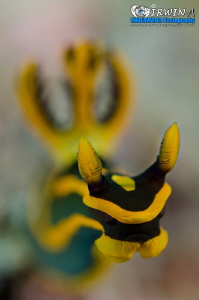 F O R W A R D
Nudibranch (Gabriela's tambja)
Lembeh Str... by Irwin Ang 